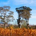 Vines to hills by kiwinanna