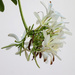 Frangipani flowers by ingrid01