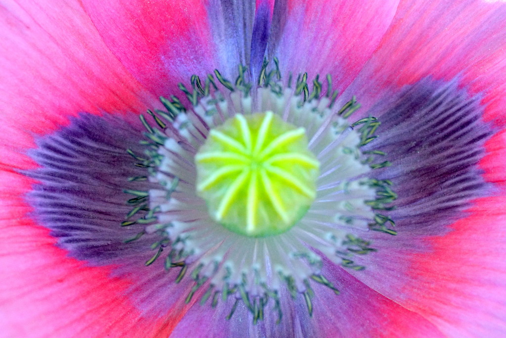 Up Close Poppy by sunnygirl