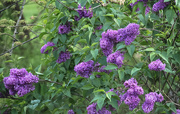 7th May 2020 - Lilac bush