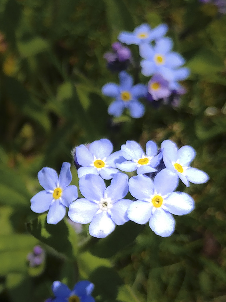 Blue Flowers in lawn by houser934