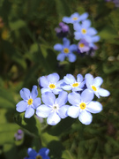 7th May 2020 - Blue Flowers in lawn