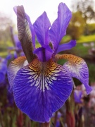 7th May 2020 - Siberian iris