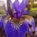 Siberian iris by flowerfairyann