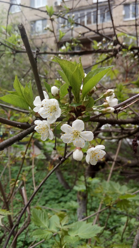 Cherry Blossoms.🌸🍒 by nyngamynga