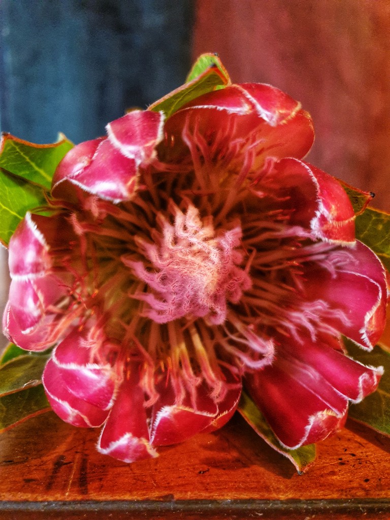 Powerful protea by eleanor