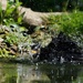 BATH TIME BLACKBIRD STYLE by markp