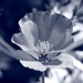 california poppy, open by blueberry1222