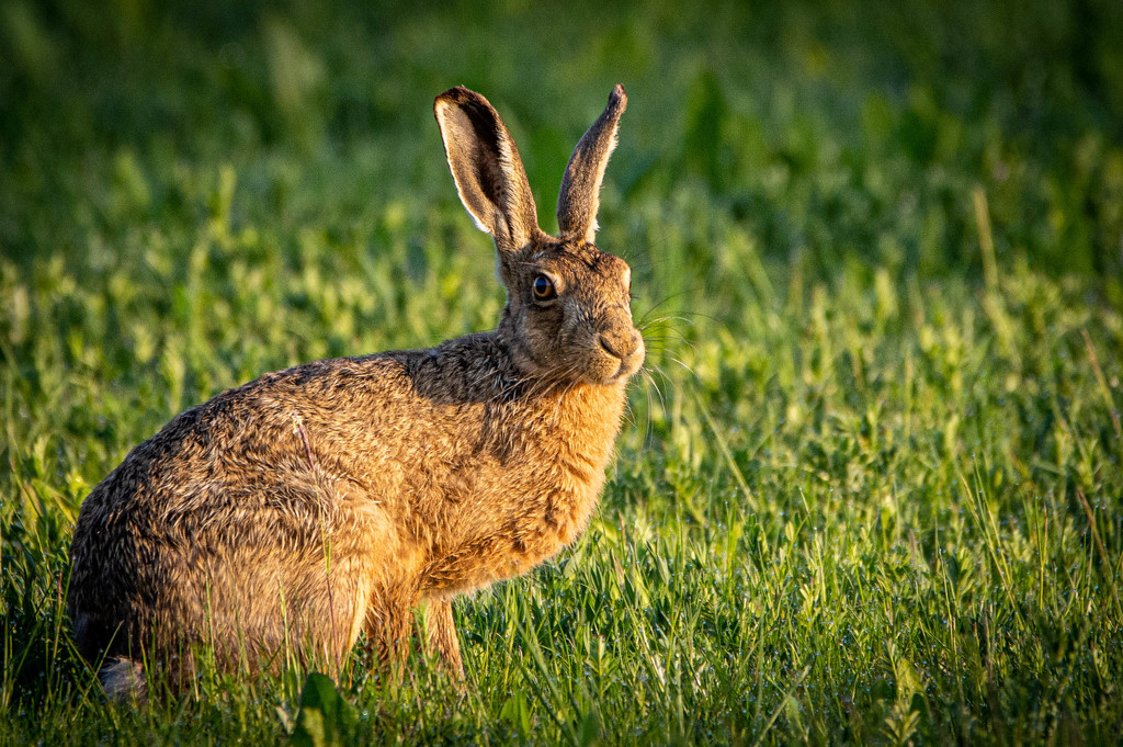 Hare in the sun by stevejacob