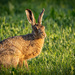 Hare in the sun by stevejacob