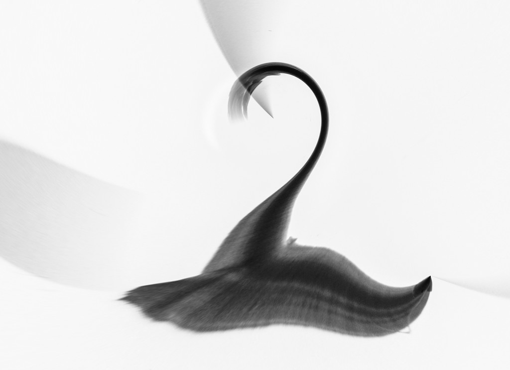 Black Swan  by sprphotos