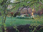 7th May 2020 - Evening garden 
