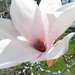 Our neighbor's magnolias are in bloom by bruni