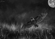 7th May 2020 - Hawk for Textures
