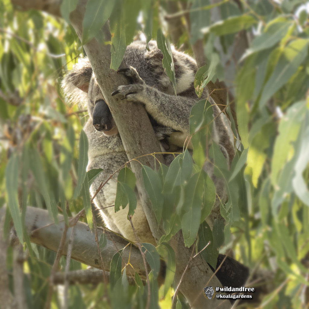 snug among the gum leaves by koalagardens
