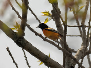 7th May 2020 - Baltimore oriole