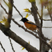 Baltimore oriole by rminer