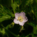 wild geranium by rminer