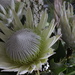 Protea Petals are spreading out by sandradavies