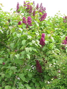 7th May 2020 - Seedfield Lilac #1