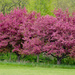 Eastern Redbud tree by larrysphotos