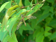 7th May 2020 - Dragonfly on Plant Leaf 