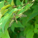 Dragonfly on Plant Leaf  by sfeldphotos
