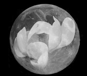 7th May 2020 - A true flower moon