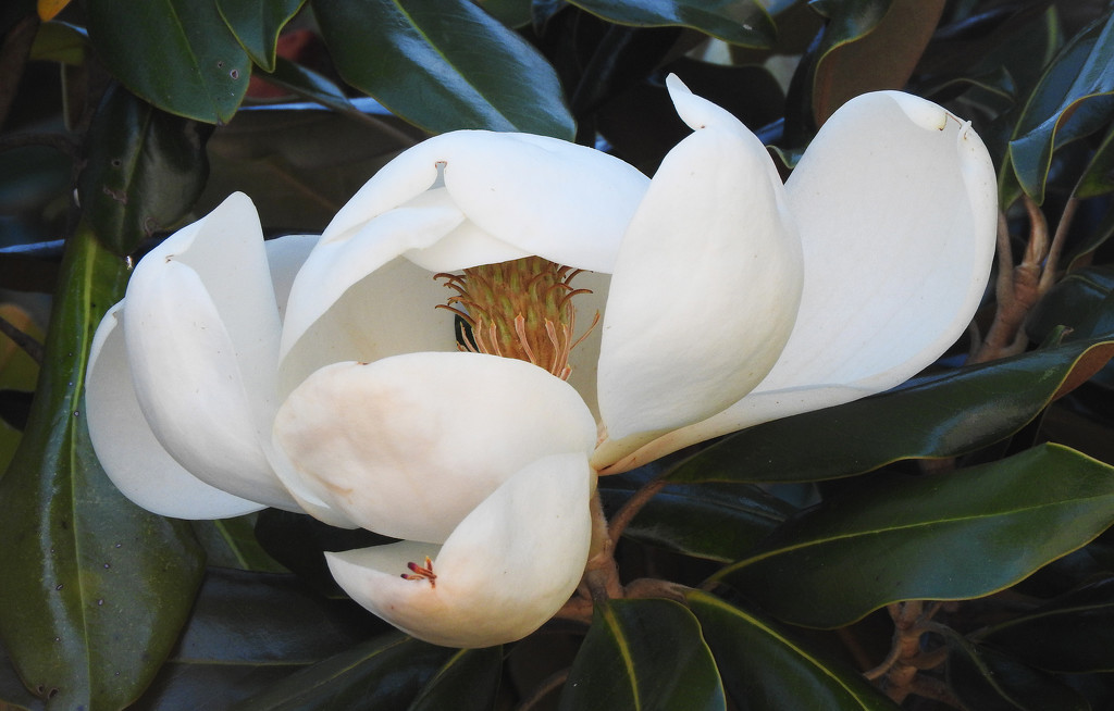 The great Southern Magnolia by homeschoolmom