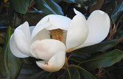 7th May 2020 - The great Southern Magnolia