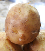 3rd May 2020 - A Baby Potato