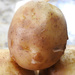 A Baby Potato by homeschoolmom