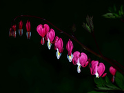 7th May 2020 - Bleeding Hearts