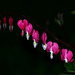 Bleeding Hearts by tosee
