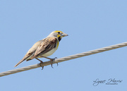 8th May 2020 - Dickcissel