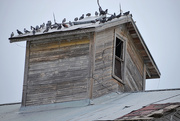 7th May 2020 - Pigeons' Favored Roosting Place