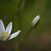 Another Little Wildflower by lstasel