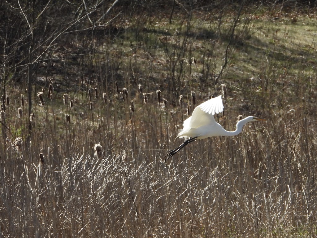 egret egress by amyk