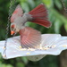 Bird Ballet by cjwhite