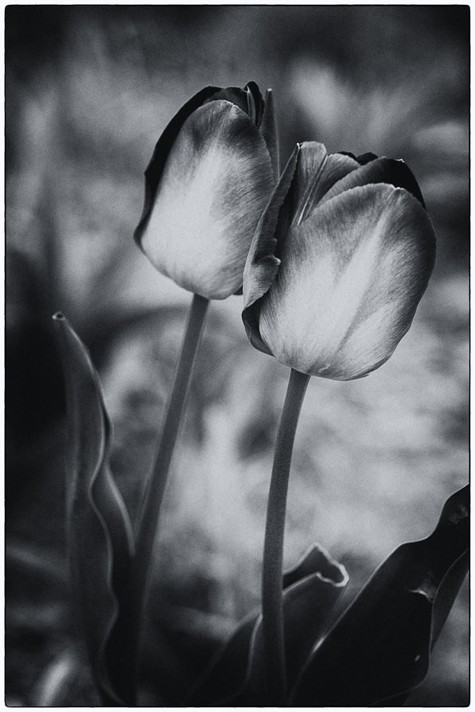 The Tulip Pair by pdulis