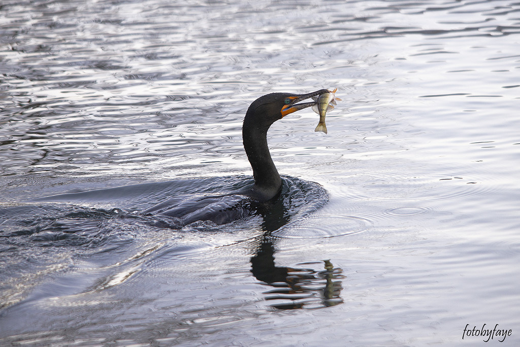 The cormorant by fayefaye