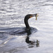 The cormorant by fayefaye