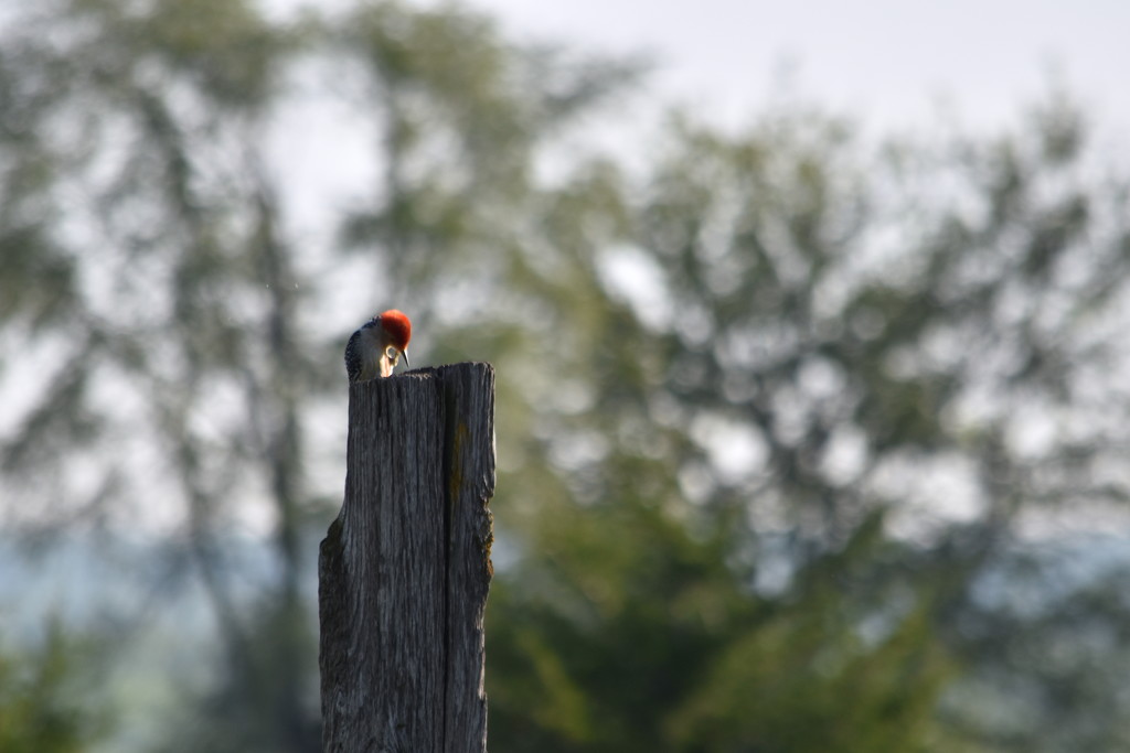Woodpecker Praying by genealogygenie