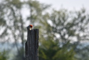 7th May 2020 - Woodpecker Praying