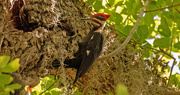 7th May 2020 - Pileated Woodpecker!