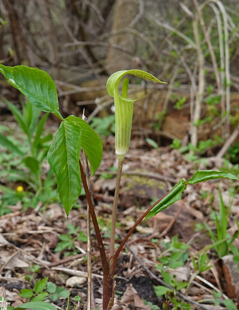 Jack-in-the-pulpit by annepann