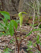 7th May 2020 - Jack-in-the-pulpit