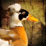 7th May 2020 - The Crested Duck 