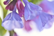 3rd May 2020 - Bluebell Blur