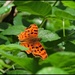 Comma Butterfly... by soylentgreenpics